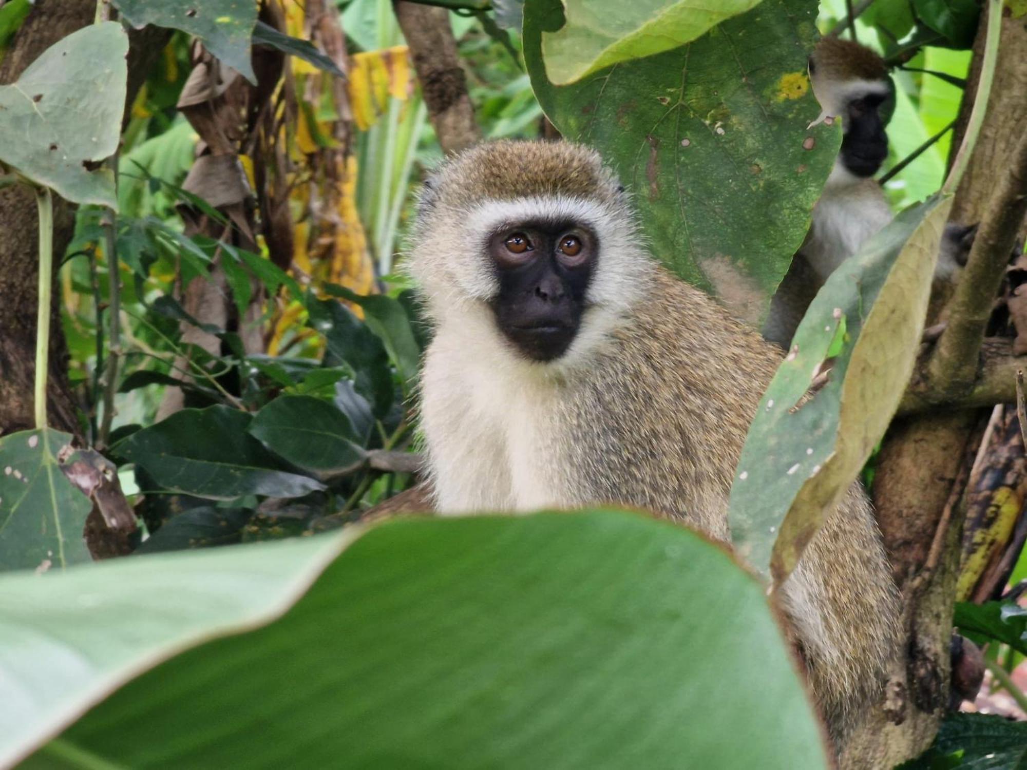 Tanzania Safari Lodge Αρούσα Εξωτερικό φωτογραφία